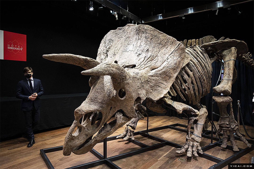 创欧洲恐龙化石拍卖最高纪录